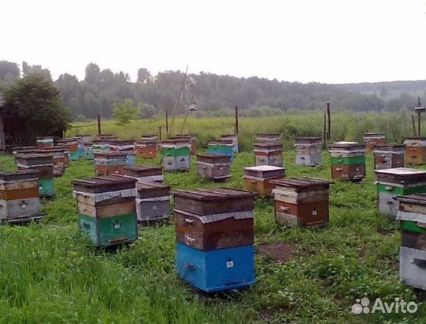 Мед 24 года Алтайский оптом