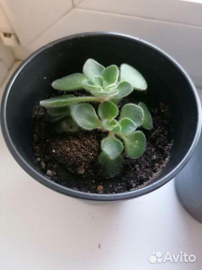 Ахризон-дерево Любви