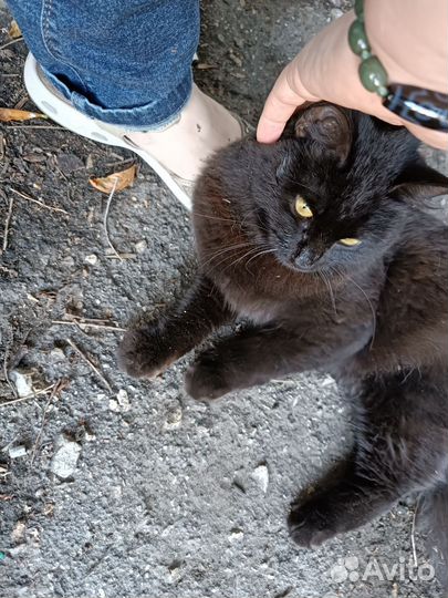 Мега ласковый в опасности