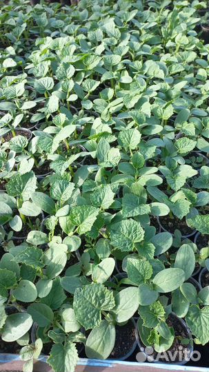 Рассада огурцов Феникс