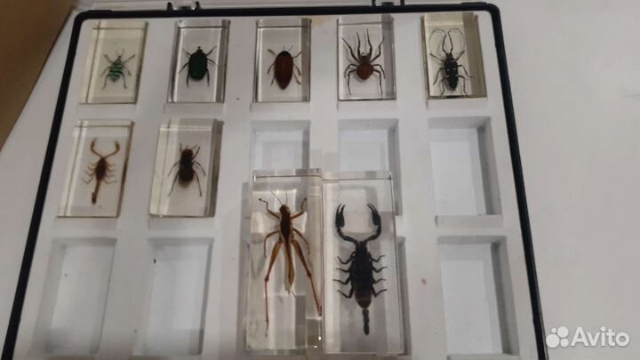 Коллекция насекомых в стекле