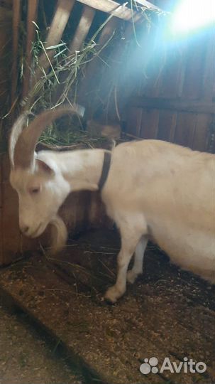 Козел альпийский