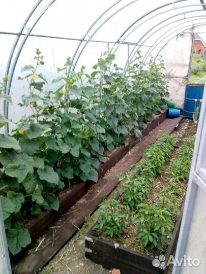 Домашние Огурцы свежие