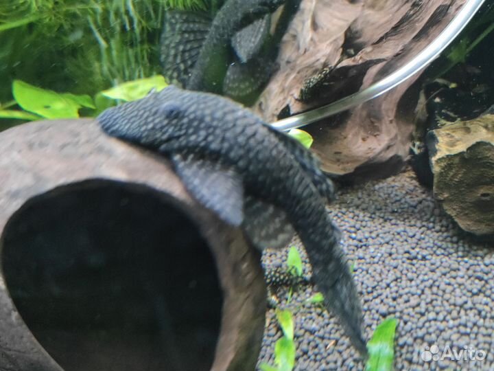 Мальки анциструса