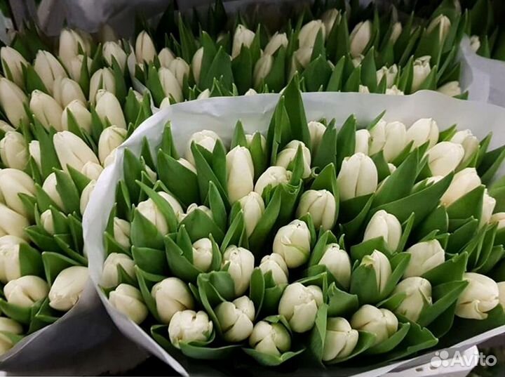 Тюльпаны оптом от производителя