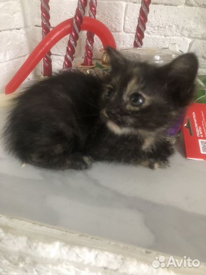 Котик ищет дом