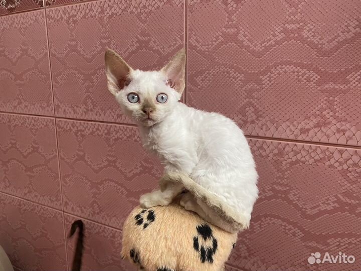 Девон-рекс роскошные Эльфы