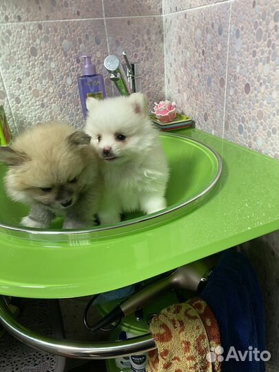 Померанский шпиц