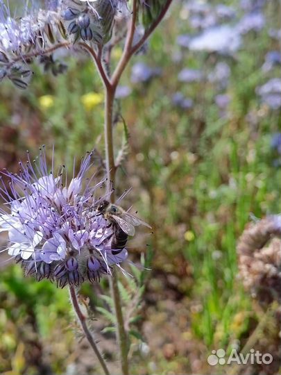 Семена клевера, фацелии, донника