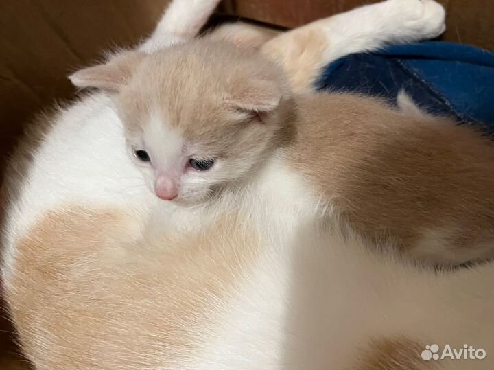 Котёнок бесплатно