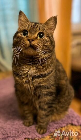 Спокойная ласковая Василисонька ищет передержку до