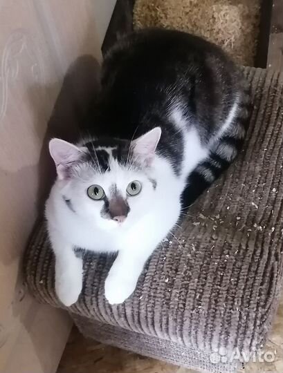 Передержка животных (кошек, щенков)