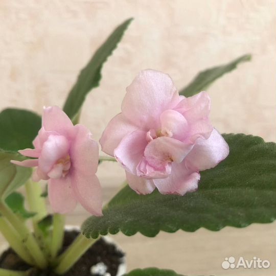 Сортовые фиалки (стартеры), есть цветущие