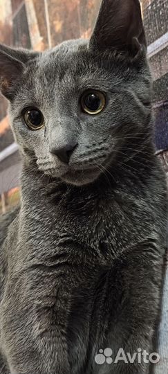 Отдам в добрые руки