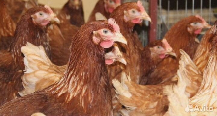 Кура несушка