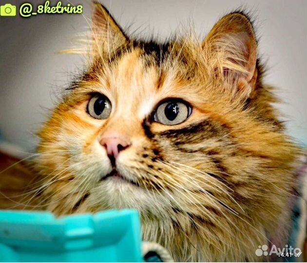 Кошки в добрые руки