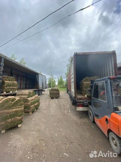 Рулонный газон