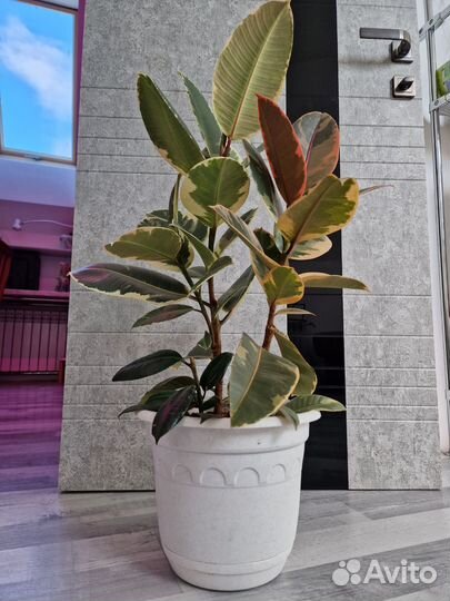 Фикусы Эластика Белиз, Эластика Тинеке, Рабуста