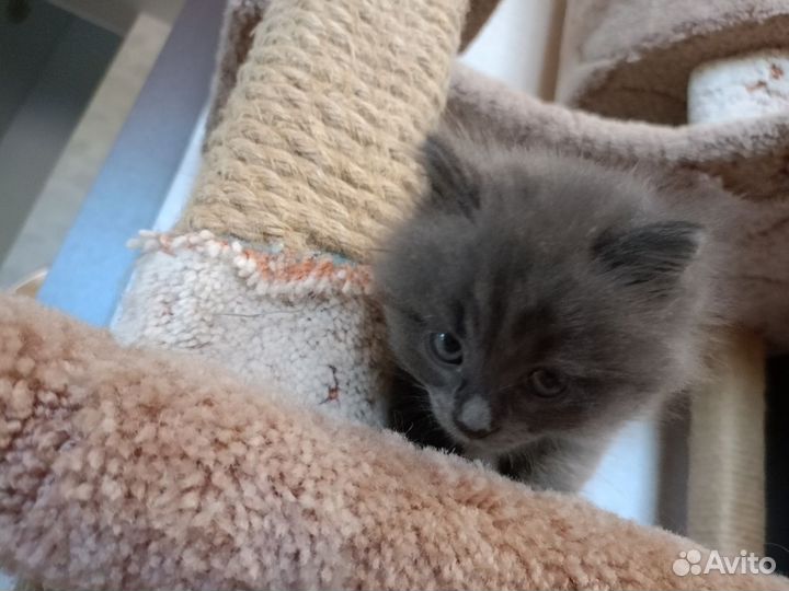 Котенок в добрые руки