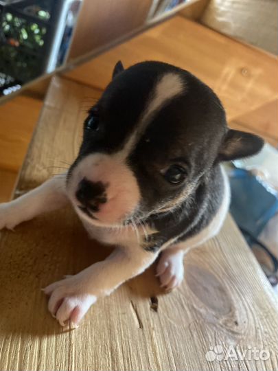 Щенки чихуахуа