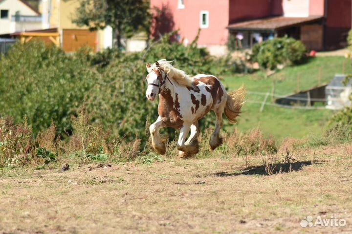 Жеребец тинкер продажа