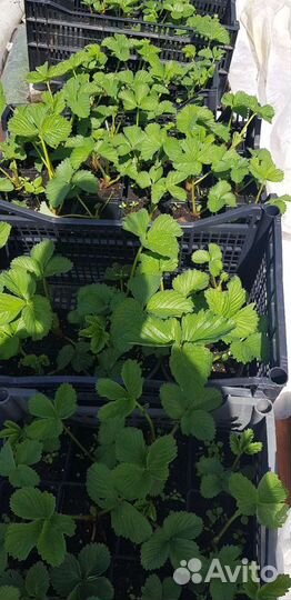 Саженцы клубники