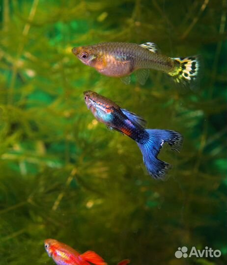 Рыбки Гуппи