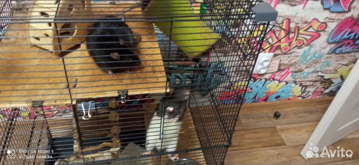 Крысы дамбо с клеткой