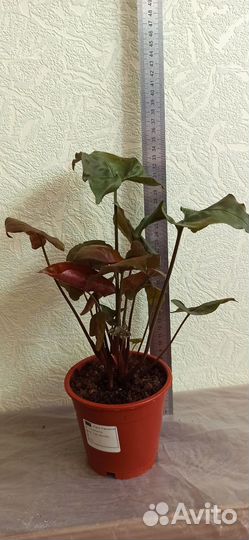 Сингониум Брокант