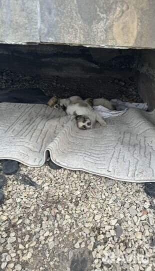 Щенки собаки в добрые руки даром