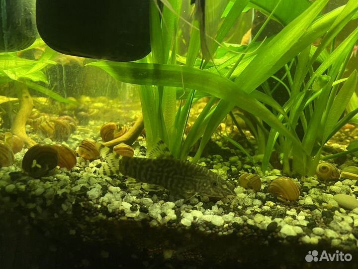 Боция мраморная