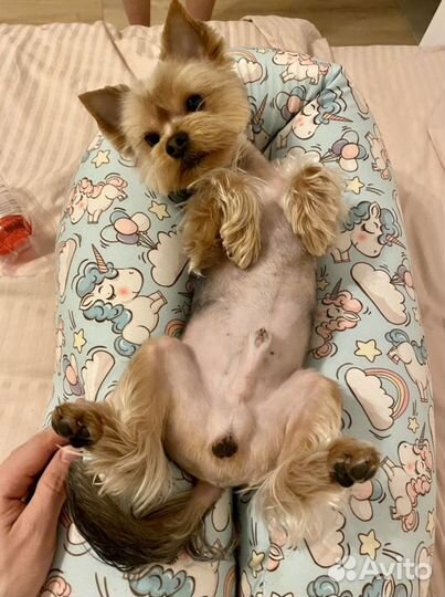 Йоркширский терьер вязка