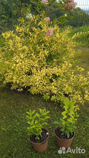 Бирючина, лапчатка розовая