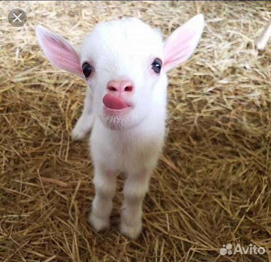 Козлята