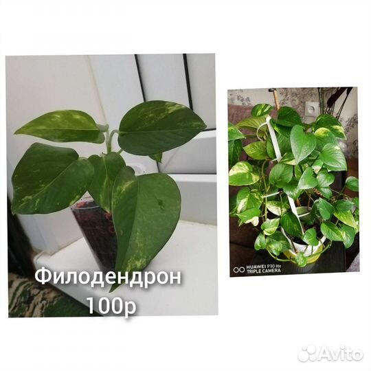Филодендрон