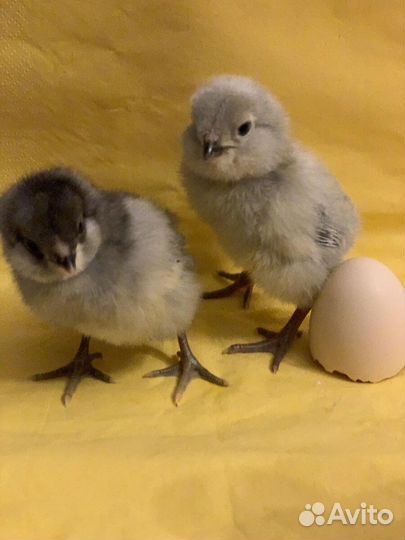 Цыплята ухейилюй, лакеданзи, амеруакана