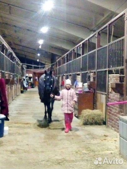 Постой для лошадей север мо