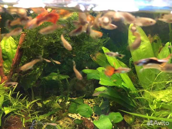 Гуппи, растения, улитки
