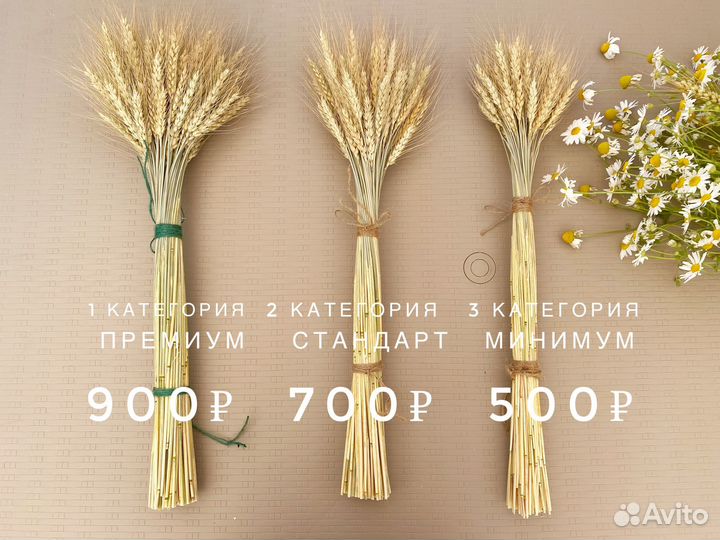 Интерьерные сухоцветы пшеницы