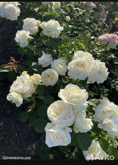 Розы Вьющиеся