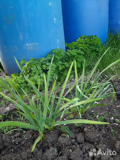 Чеснок на посадку,щавель,петрушка