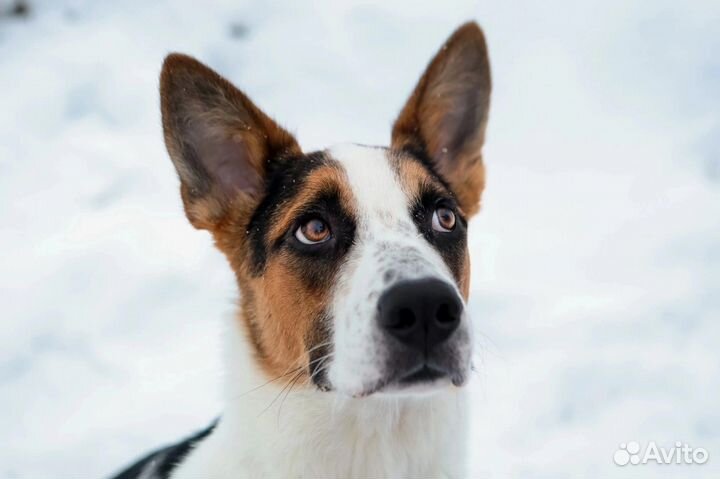 Красивый щенок подросток Барни ищет дом