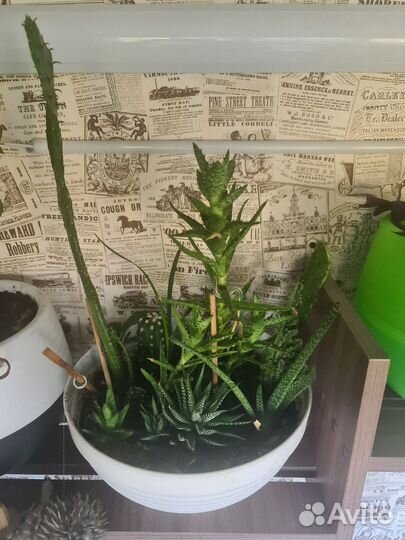 Комнатные растения