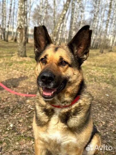 Метис овчарки в ваш дом