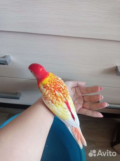 Птенцы розеллы