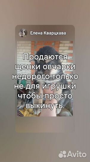 Щенки овчарки