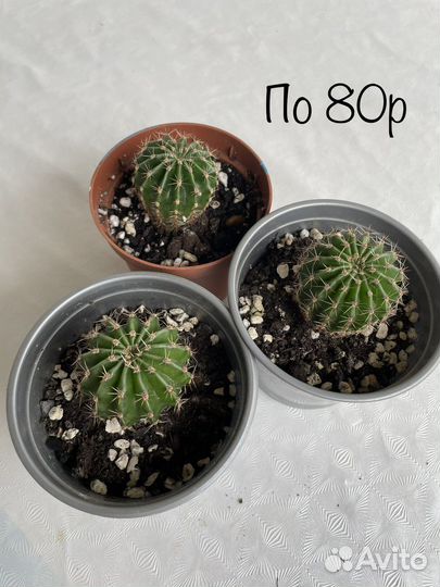 Кактусы