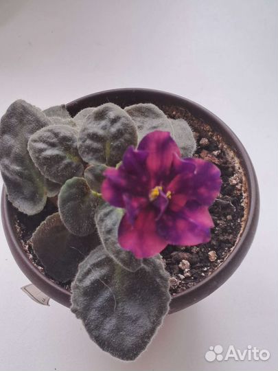 Фиалки, каланхоэ, герань