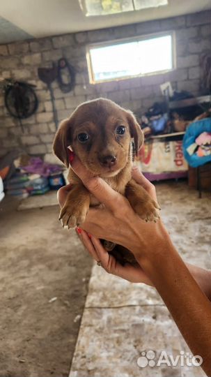Маленькие собачки щенята в добрые руки
