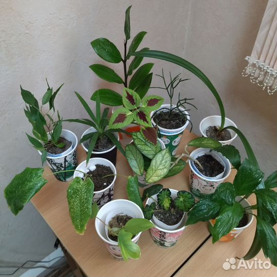 Комнатные цветы